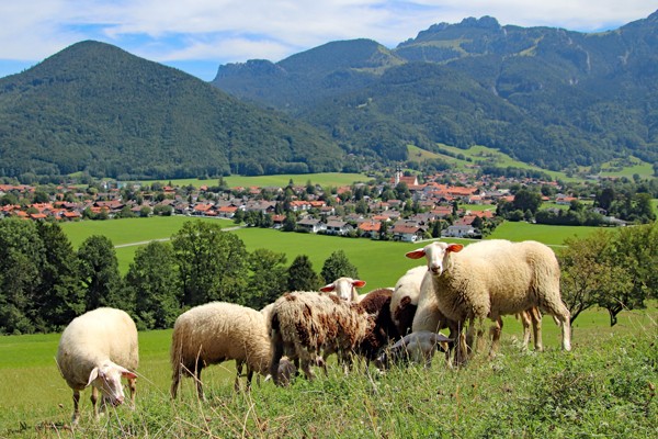Das Foto zeigt Schafe die in einer Wiese grasen. Dahinter ist Aschau zu sehen.