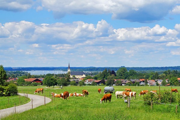 Das Foto zeigt eine Kuhweide in Bernau. Dahinter ist der Chiemsee und eine Kirche zu sehen.