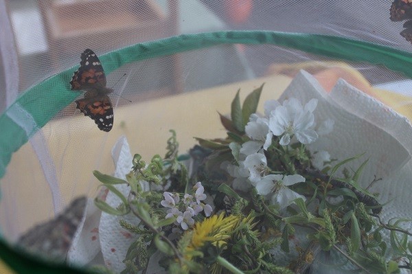 Schmetterling im Zuchtnetz
